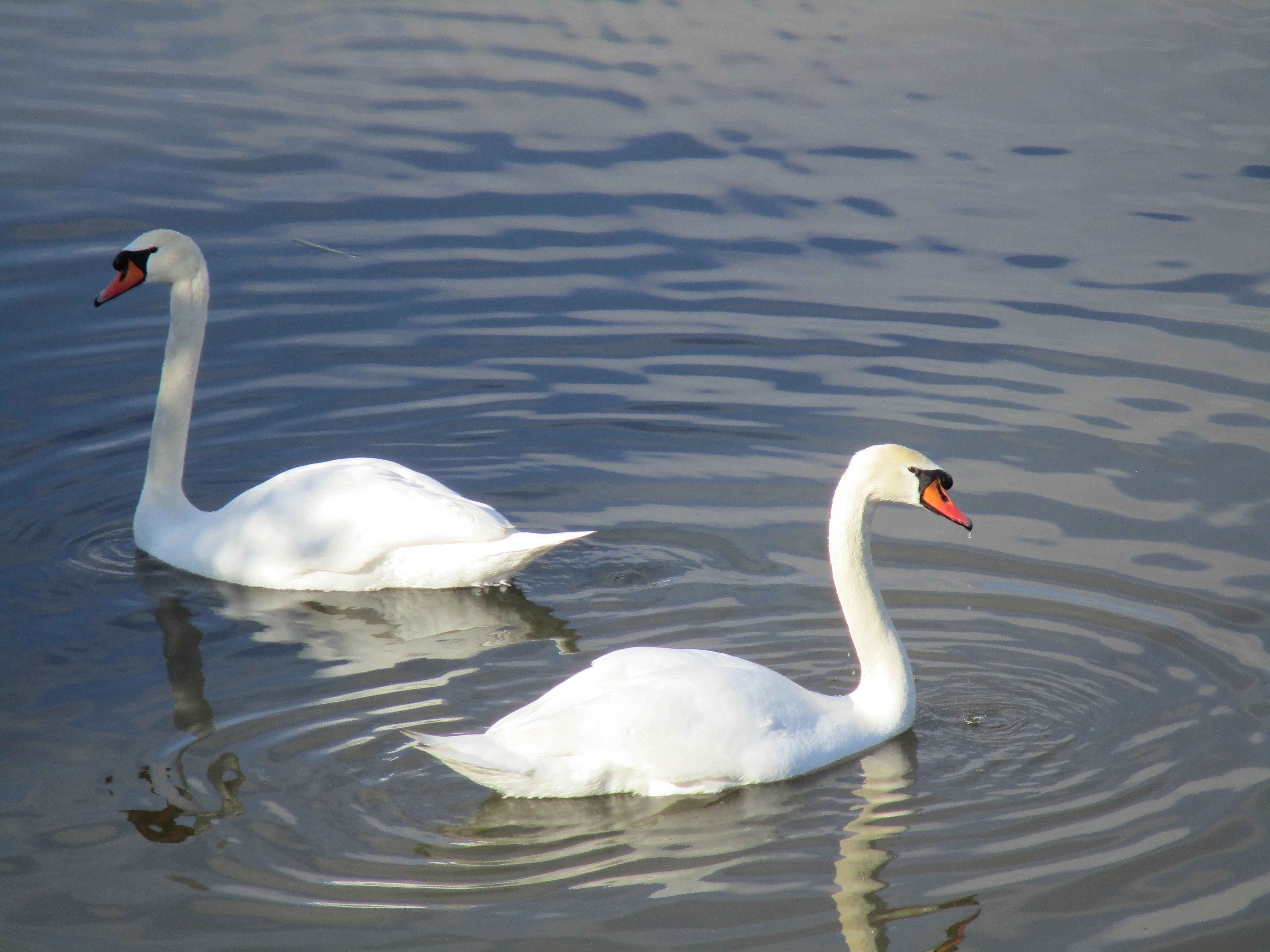 A picture that I took of two swans swimming in a pond.